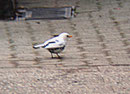 Amsel, Teilalbino, Kleeweg, Februar 2007, (c) Micha Braun