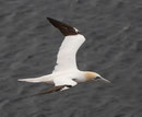 Basstölpel; Helgoland August 2012 (c) F. Schrauth