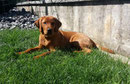 SunRise in Red Spencer alias Mogli
