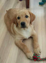 Honey Golden Dream Leni alias Maya
