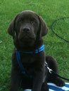 Cooper's Bruno