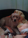 Honey Golden Dream Leo