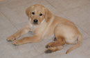 Honey Golden Dream Jester