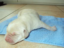Amigo: 15:00 Uhr, 470 g