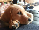 Honey Golden Dream Sunny