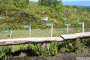 Savaii - Mt. Matavanu