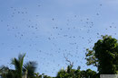 Savaii - Flying Fox