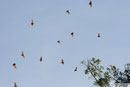 Savaii - Flying Fox