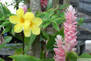 Savaii
