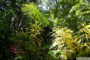 Savaii - Canopy Walkway