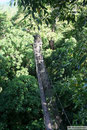 Savaii - Canopy Walkway
