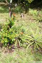 Savaii - Mt. Matavanu