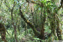 Savaii - Mt. Matavanu