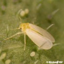 Control biológico de la mosca blanca del tabaco
