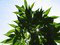 Cannabis