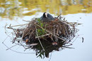 Brutzeit im April: Die Vogelmutter brütet ihre Eier im Nest auf dem Wasser aus. Foto: Helga Karl