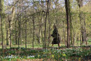 Eine Frau geht spazieren. Bäume, der Waldboden mit Buschwindröschen bedeckt im April im Schlosspark. Foto: Helga Karl