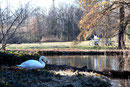 Ein Schwan steht am Ufer, am anderen Ufer des Wassers sitzt ein Mensch auf der Parkbank. Foto: Helga Karl