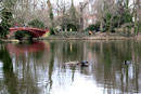 Die rote Brücke im  März.  Vorbereitung der Wasservögel  auf die Brutzeit, Vogelnest im See im Schlosspark. Foto: Helga Karl