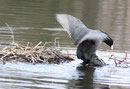 Imponieren. Flügelschlagen vor dem Nest im See Schlosspark Charlottenburg. Foto: Helga Karl