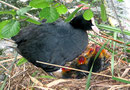 Wasservögel im Mai: Vogelmutter mit den Kücken - sie haben rote Köpfe. Foto: Helga Karl