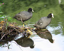 Juli - wieder allein: Vogelpaar vor ihrem Nest im See.  Die Jungen sind selbständig. Foto: Helga Karl