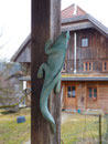 Eckeidechse