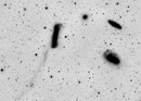 "Leo Triplett" (M65, M66, NGC3628) mit Gezeitenschweif von NGC3628 im Sternbild Löwe, ASI6200MM an TEC140mm auf GM3000HPS, 88 x 600sec Luminanz, Inverse Darstellung