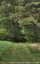 "Waldesrand“ am 14.05.2010, Canon EOS 1000D, F=154mm, f/13, ISO 100, 3 x RAW (EV: -2,0,+2)