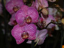 Oö. Landesgartenschau Ansfelden / Ritzlhof  11.09.2011
