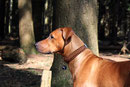 KingLuy Paracord Survival Halsband Dog Collar