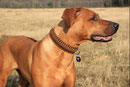 KingLuy Paracord Survival Halsband Dog Collar