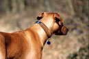 KingLuy Paracord Survival Halsband Dog Collar