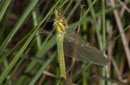 Schwarze Heidelibelle, Sympetrum danae, Weibchen beim Schlupf (3)