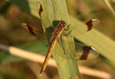 Gebänderte Heidelibelle, Sympetrum pedemontanum, erwachsenes Weibchen.