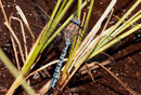 Männchen der Alpen-Mosaikjungfer, Aeshna caerulea, (3)