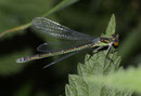 Großes Granatauge, Erythromma najas, junges Weibchen (1).