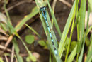 Vogel - Azurjungfer, Coenagrion ornatum, erwachsenes Männchen (4).