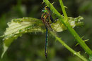 Adultes Männchen von Somatochlora metallica (2).