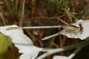 Weiße Federlibelle, Platycnemis latipes, erwachsenes Weibchen (1).