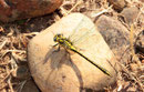 Gelbe Keiljungfer, Gomphus simillimus, 