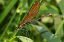 Blauflügel-Prachtlibelle, Calopteryx virgo, adultes Weibchen (2).