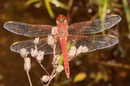Frühe Heidelibelle, Sympetrum fonscolombii, erwachsenes Männchen.