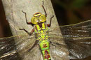 Grüne Mosaikjungfer, Aeshna viridis, erwachsenes Weibchen (Kopfstudie).