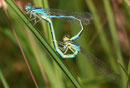 Gabel - Azurjungfer, Coenagrion scitulum, Kopula.