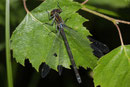 Großes Granatauge, Erythromma najas, erwachsenes Weibchen.