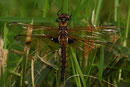 Ein Weibchen des Zweiflecks, Epitheca bimaculata, in der Vegetation ruhend (1).