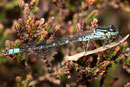 Juveniles Männchen