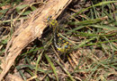 Westliche Zangenlibelle, Onychogomphus forcipatus unguiculatus, Kopula (1).