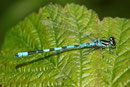 Speer - Azurjungfer, Coenagrion hastulatum, erwachsenes Männchen (3).